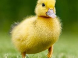 Frasi sugli animali Frasi sugli animali