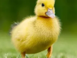 Frasi sugli animali