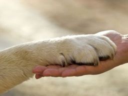 Frasi sui diritti degli animali Frasi sui diritti degli animali