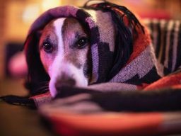 Frasi sul Conforto Frasi sul Conforto