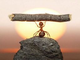 Frasi sulla Determinazione Frasi sulla Determinazione