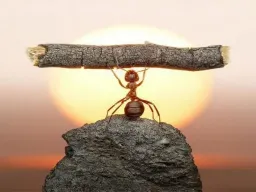 Frasi sulla Determinazione
