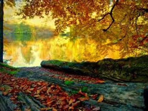 Frasi sulla Naturalezza